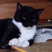 やれやれ顔の猫