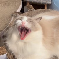 大きなあくびをする猫