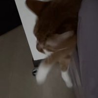 ベッドの隙間から頭と前足を出している猫