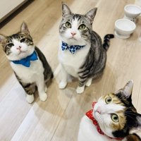 リボンでおしゃれした子猫とサバ白猫と三毛猫