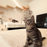 4匹の犬と1匹の子猫