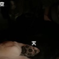 こたつに入る犬と2匹の猫