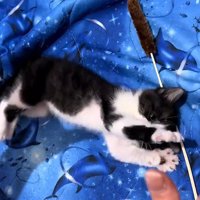 猫じゃらしで遊ぶ子猫