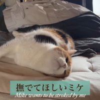 撫でてほしい