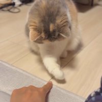 猫パンチが届かない猫2