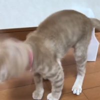 からだを震わせる猫