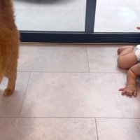 撫でてもらうとらまるくん