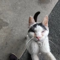 足元にしがみつく猫