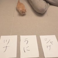 3枚の紙と猫