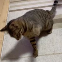 猫パンチしている猫