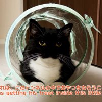 キャットトンネルに入っている猫