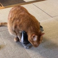 大人の猫の足元に入り込んでいる子猫