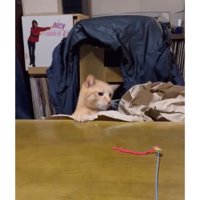 テーブルにいる猫