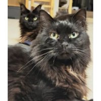 室内にいる猫