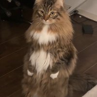 貴婦人みたいな猫