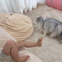 おもちゃで遊ぶ猫
