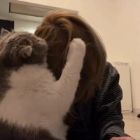 飼い主の頭に顔を寄せる猫