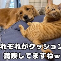 クッションの上の猫と犬