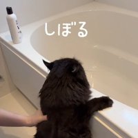 おふろでつかまり立ちをして洗われている黒猫