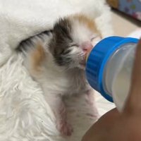 哺乳瓶のミルクを飲む子猫