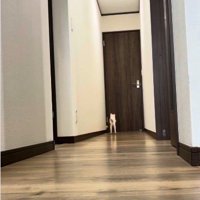 廊下で遊んでいる子どもと子猫