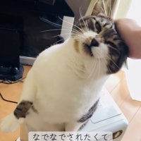 投稿主さんに頭を撫でられる保護猫