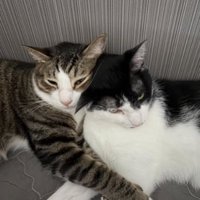 寝ている猫