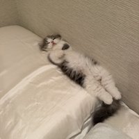仰向けで寝る猫