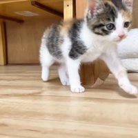投稿主さんに向かって歩く子猫