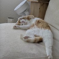 前足を顔の近くにつけて飼い主を見つめるマンチカン