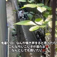 塀の上にいる子猫