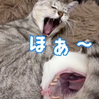 ほあ〜
