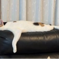 寝ている猫