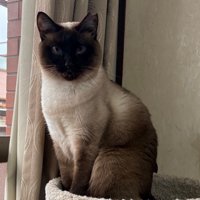 黒っぽいシャム猫