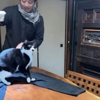 服の毛を取る飼い主と猫