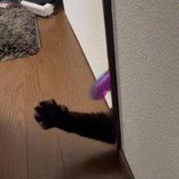 猫の前足