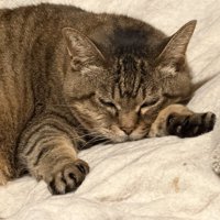 腹ばいで布団の上でくつろぐ猫