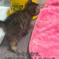歩いている子猫の後ろ姿