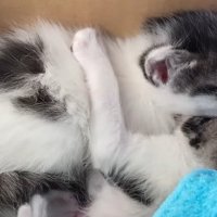 くっついて寝る2匹の子猫