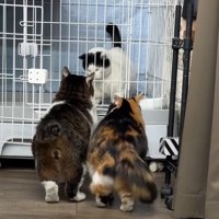 ケージの前に集まる先住猫たち