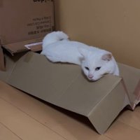 幸せそうな猫