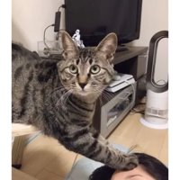 猫と女性