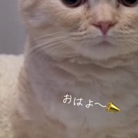 「おはよ～」のテロップ写真