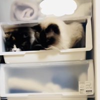 クローゼットに入るラグドールとスコティッシュフォールド