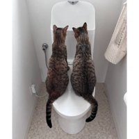 トイレにいる猫