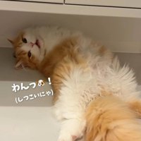 再び「わんっ！」と鳴く子猫