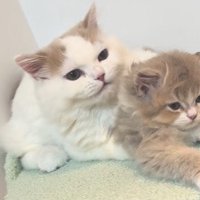 くっついてくつろぐ2匹