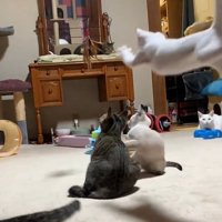 右側から白い子猫が飛んでくる