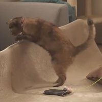 リビングの猫
