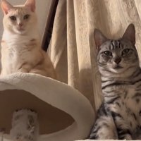 キャットタワーの上でお座りしている2匹の猫